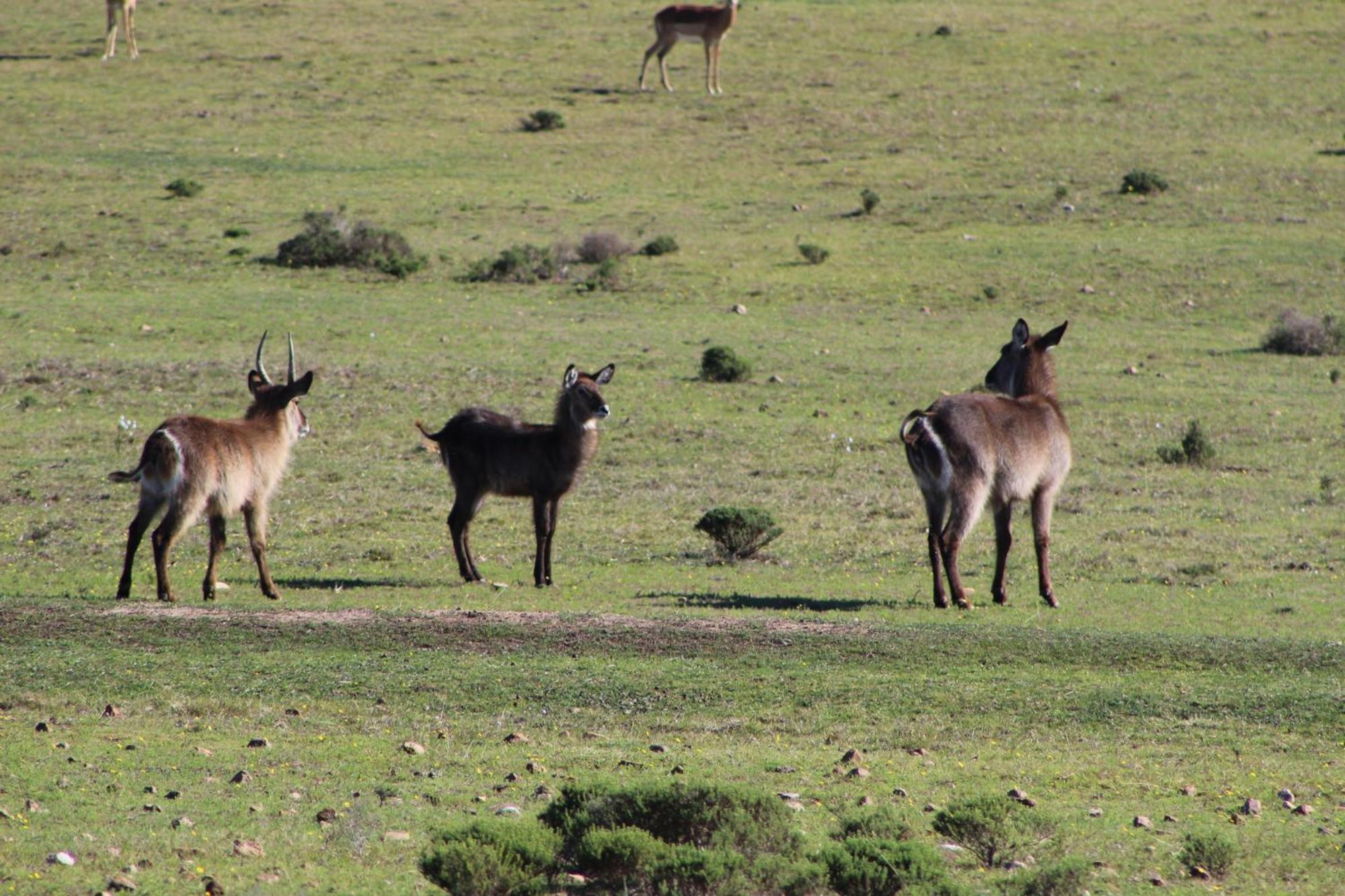 Hartenbos Private Game Lodge Ngoại thất bức ảnh