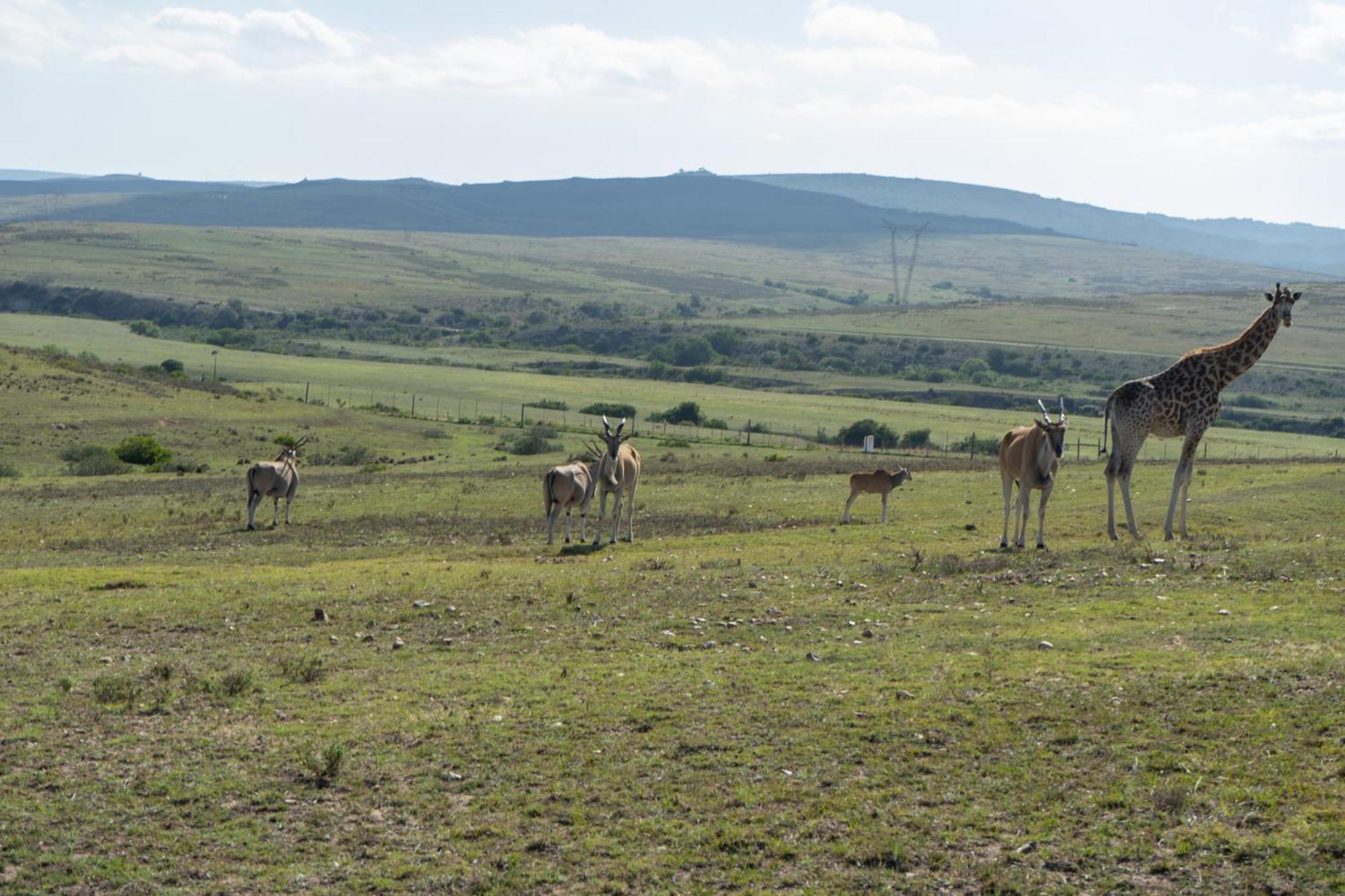 Hartenbos Private Game Lodge Ngoại thất bức ảnh