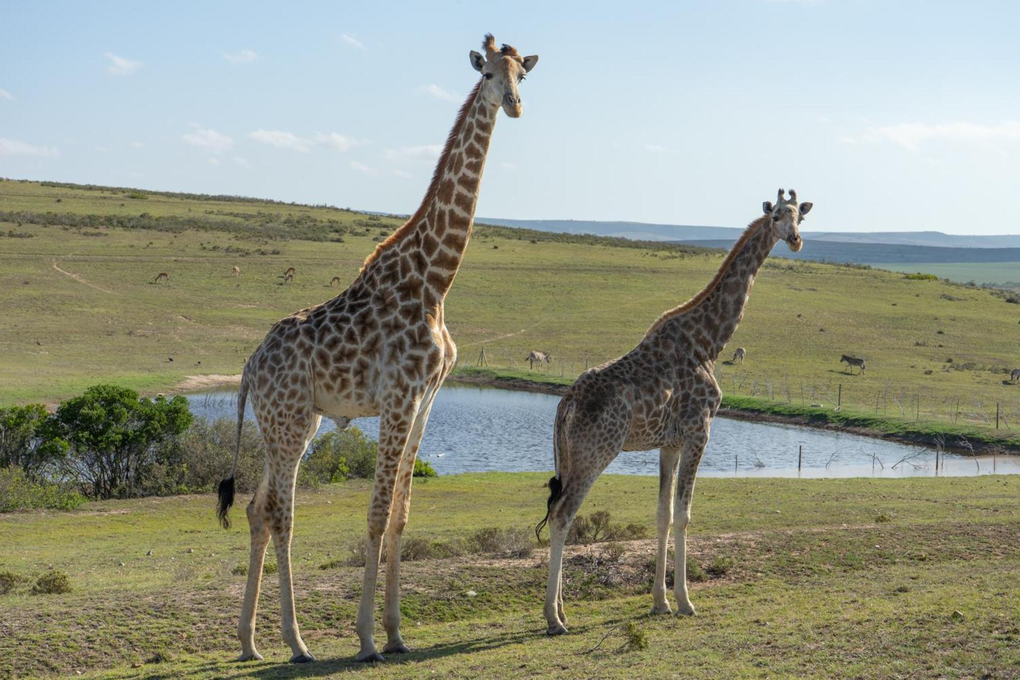 Hartenbos Private Game Lodge Ngoại thất bức ảnh