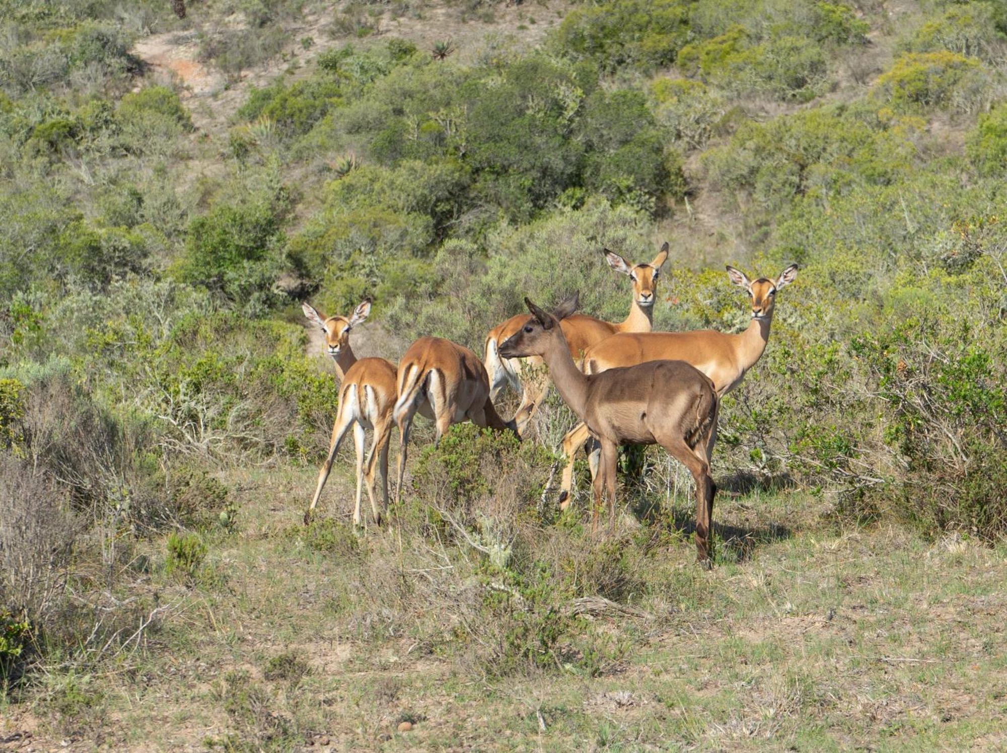 Hartenbos Private Game Lodge Ngoại thất bức ảnh