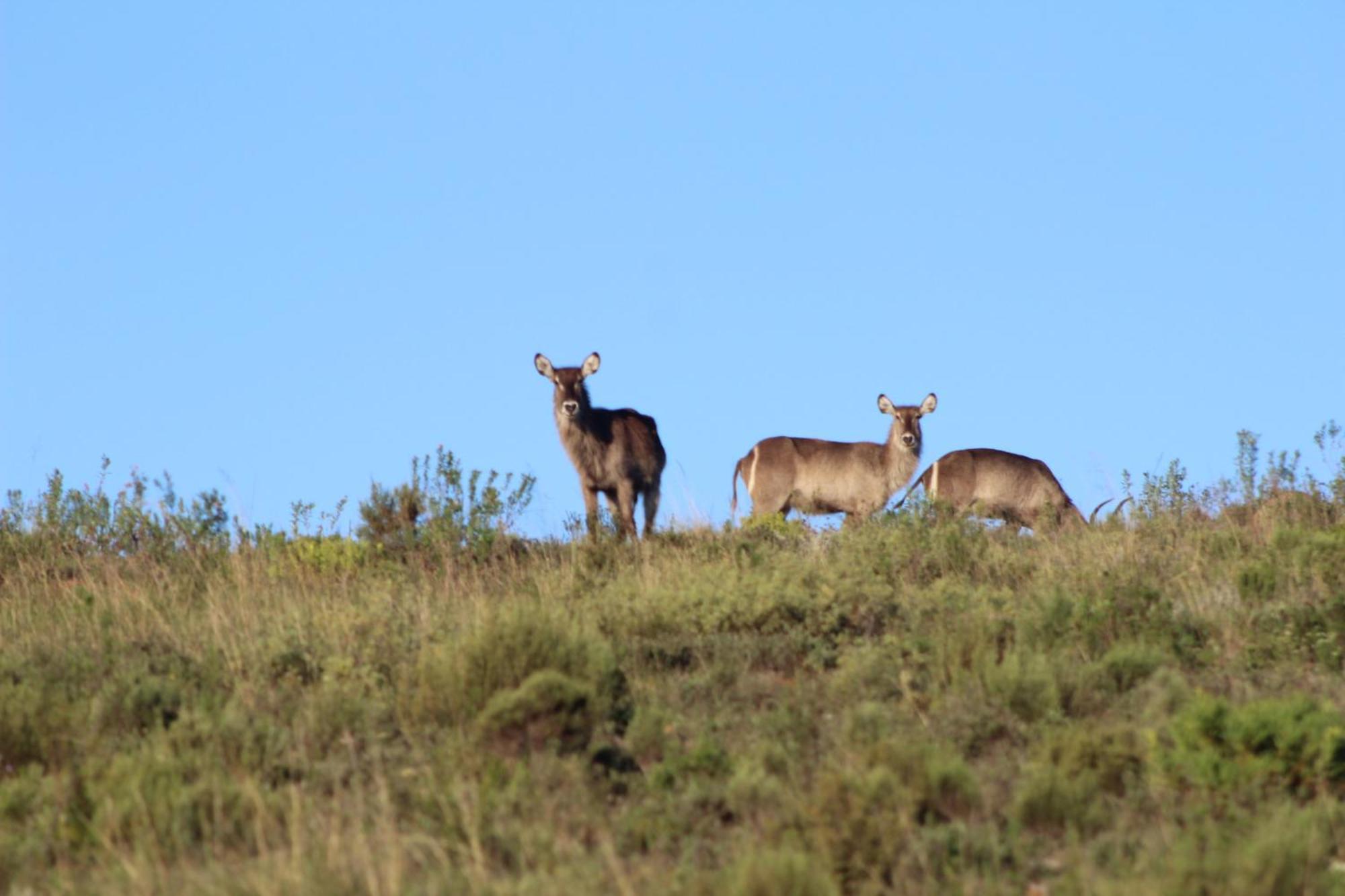 Hartenbos Private Game Lodge Ngoại thất bức ảnh