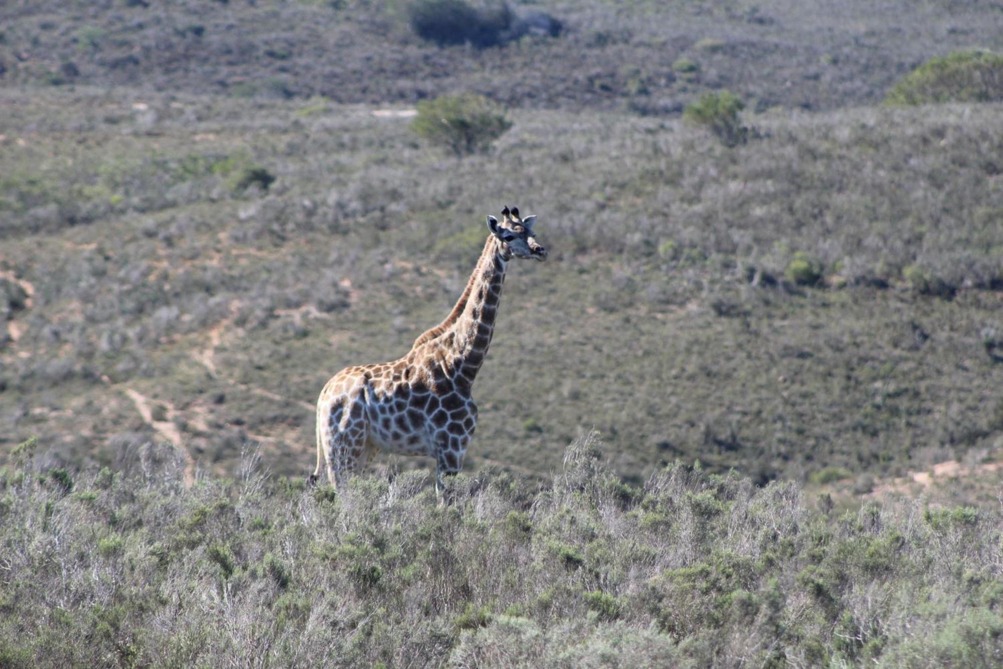 Hartenbos Private Game Lodge Ngoại thất bức ảnh