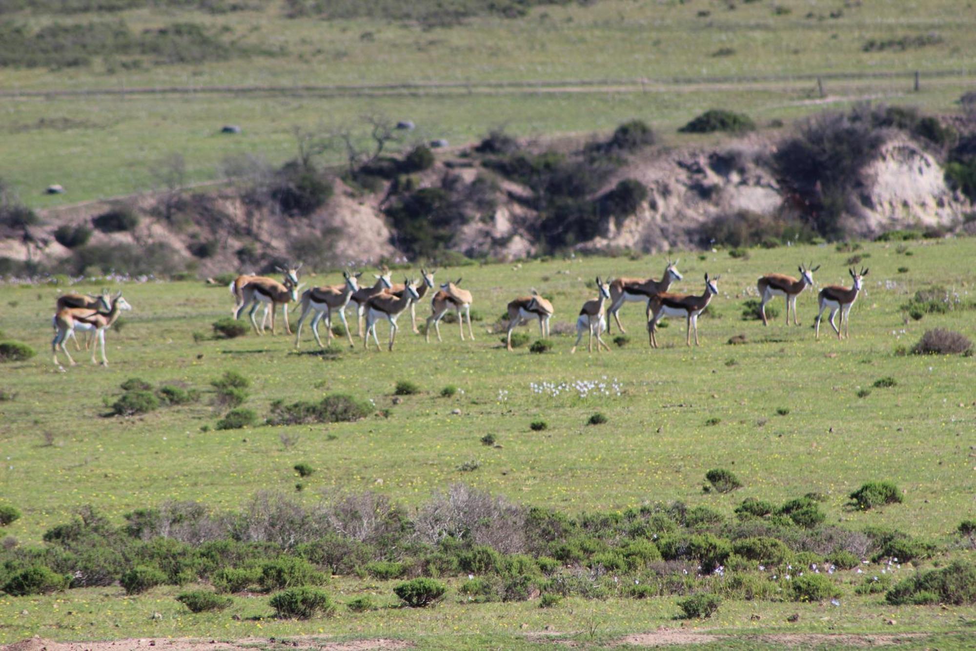 Hartenbos Private Game Lodge Ngoại thất bức ảnh